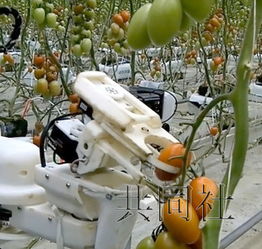 松下将研发西红柿采摘机器人 应对劳动力不足